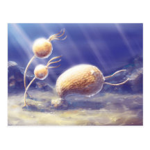 Echinoderm Postcards