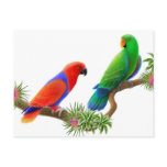 Eclectus Birds Postcard