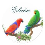 Eclectus Birds Sticker