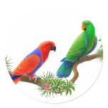 Eclectus Birds Sticker