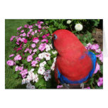 Eclectus Garden Patch -- Large cards