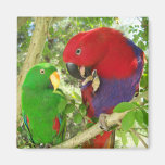 Eclectus Pair Fridge Magnets