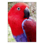 Eclectus Parrot Greeting Cards