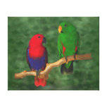 Eclectus Parrots Gallery Wrapped Canvas