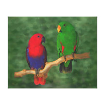Eclectus Parrots Gallery Wrapped Canvas