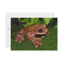 Ecnomiohyla Rabborum Rabbs Fringe Limbed Tree Frog Personalized Announcements