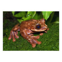 Ecnomiohyla Rabborum Rabbs Fringe Limbed Tree Frog Personalized Announcements