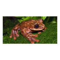 Ecnomiohyla Rabborum Rabbs Fringe Limbed Tree Frog Custom Photo Card