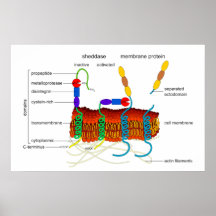 Ectodomain Shedding ADAM Metalloprotease Diagram Posters