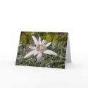 Edel Weiss cards