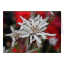 Edelweiss Greeting Card