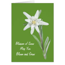 Edelweiss Greeting Card