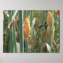 Eden Bamboo posters