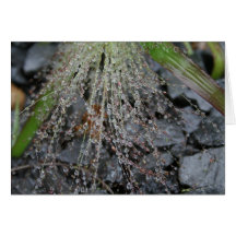 EDEN DEW CARD