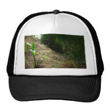Edge of pond reed and single plant hats