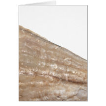 Edge of Seashell. Close Up Picture. Cards