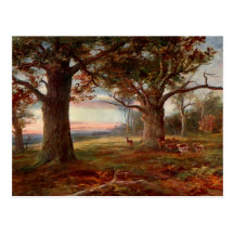 Edge of Sherwood Forest Postcard
