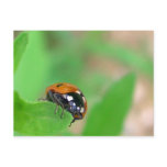 Edgy - Ladybug on leaf edge