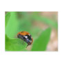 Edgy - Ladybug on leaf edge Postcards