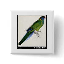 Edward Lear's Bauer’s Parakeet Button