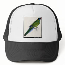 Edward Lear's Bauer’s Parakeet Mesh Hat