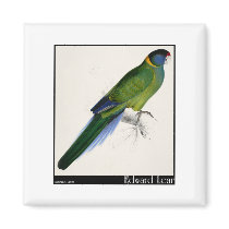 Edward Lear's Bauer’s Parakeet Fridge Magnets