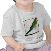 Edward Lear's Bauer’s Parakeet Tee Shirt