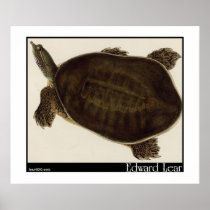 Edward Lear's Eyed Tyrse Print