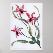 Edwardian Orchid Print