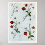 Edwardian Strawberries Poster posters