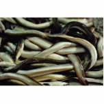 Eels, Andalusia, southern Spain Acrylic Cut Outs