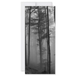 EERIE FOREST TREES LEAVES B&W rack cards