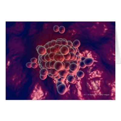 An Ovum