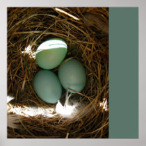 Eggs In Nest - Your Text