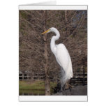 Egret Cards