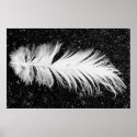 Egret Feather by tdgallery poster posters