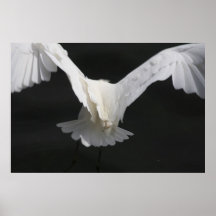 Egret Flap Print