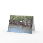Egret in Mangroves cards