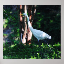 Egret in the Woods Print