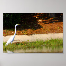 Egret Poster