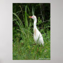 Egret posters