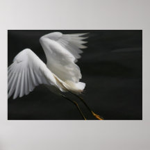 Egret Take Off Print