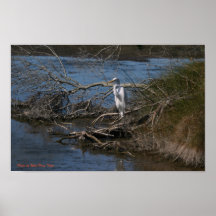 Egret Waiting Poster
