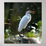 Egret with Turtles Posters