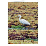 Egrets Birds Seaweed Greeting Card