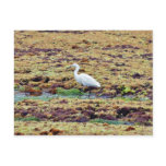 Egrets Birds Seaweed Post Cards