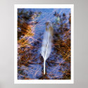 Egret's Feather posters