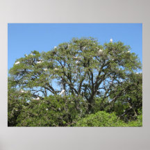 Egrets in a tree print