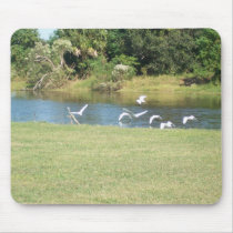 Egrets in Flight