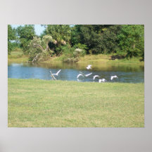 Egrets in Flight Print